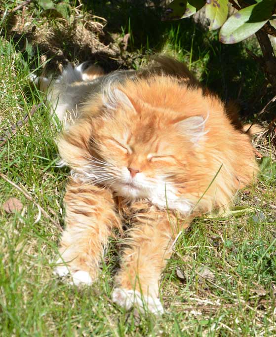 sibirisk katt Queeni