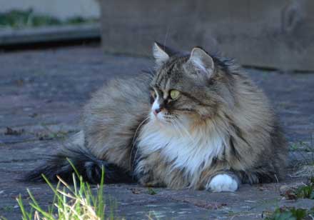 sibirisk katt Mitzi