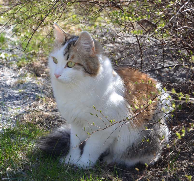 sibirisk katt Tracie