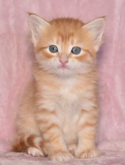 sibirisk kattunge Naruto