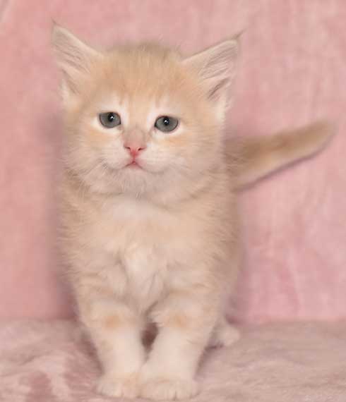 Sibirisk kattunge Magni
