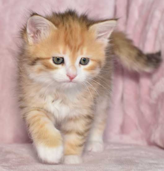 sibirisk kattunge Miranda