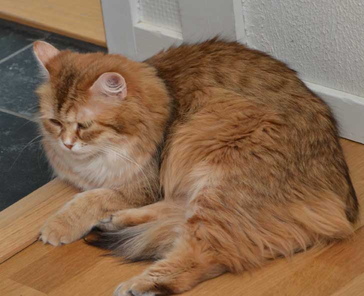 sibiriskkatt Uni