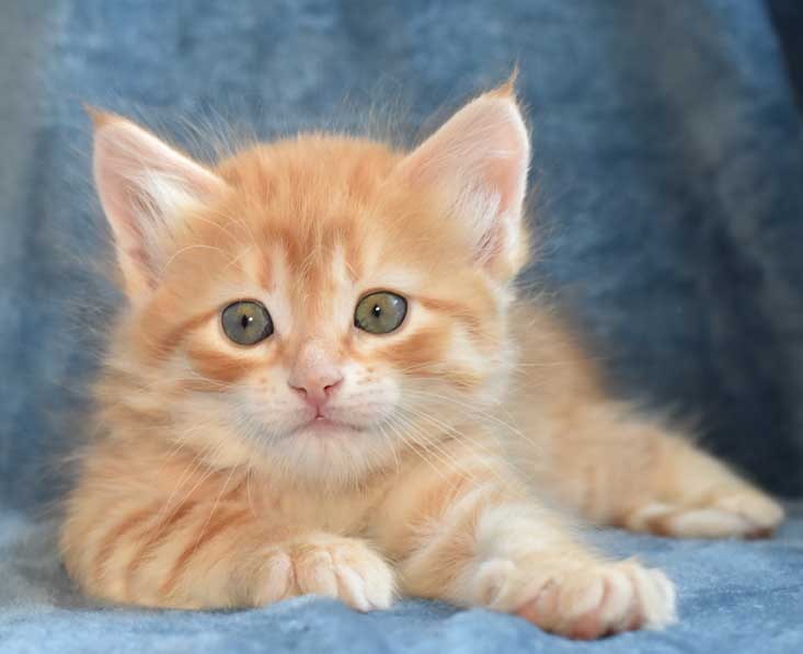 sibirisk kattunge Naruto
