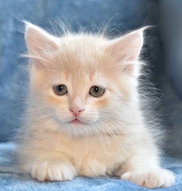 Sibirisk kattunge Magni