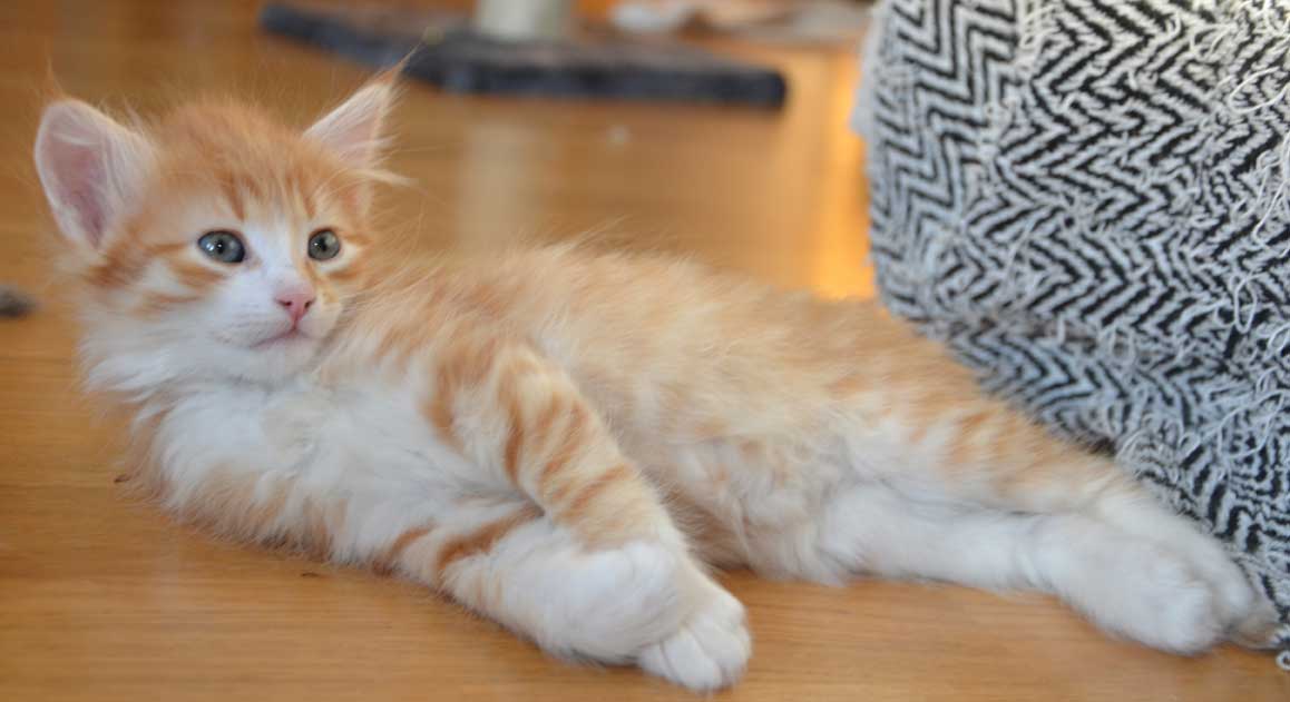 sibirisk kattunge Neptune