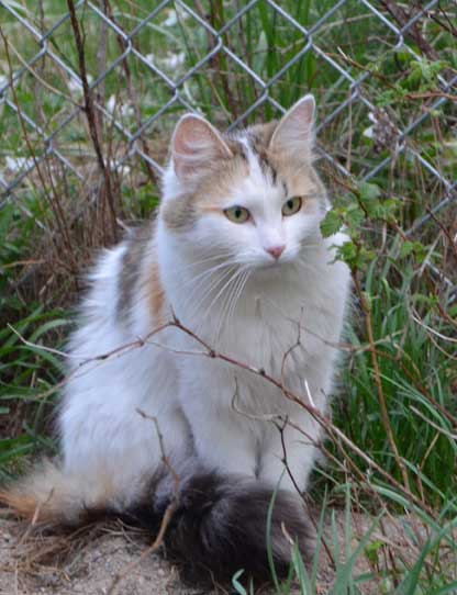 sibirisk katt Tracie