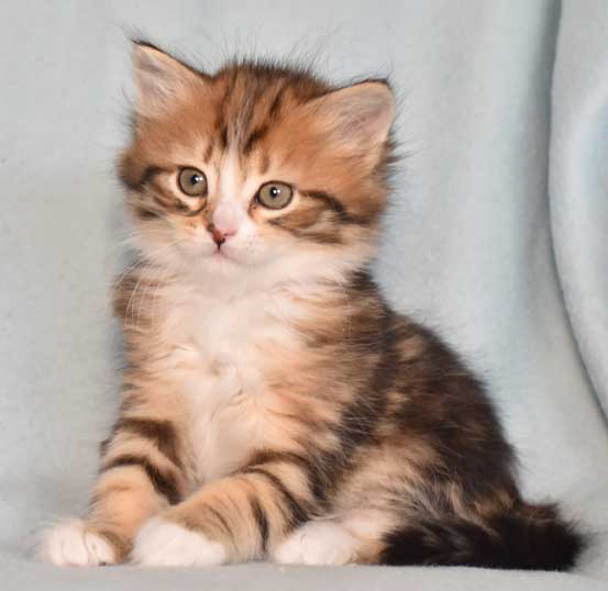 sibirisk kattunge Nyx