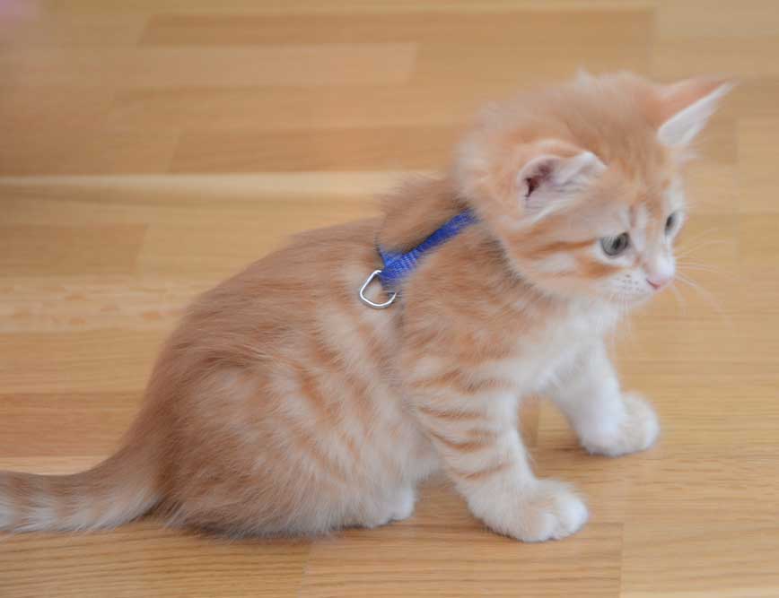 sibirisk kattunge Naruto
