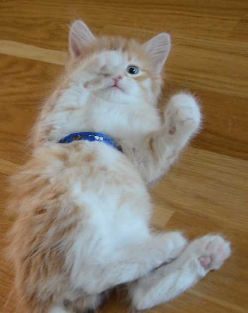 sibirisk kattunge Nimoy