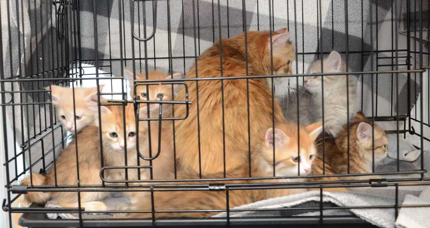 sibirisk kattungar Mm-kull