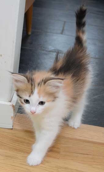 kattunge Nymphe