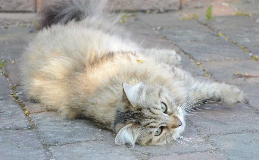 sibirisk katt Gabbie