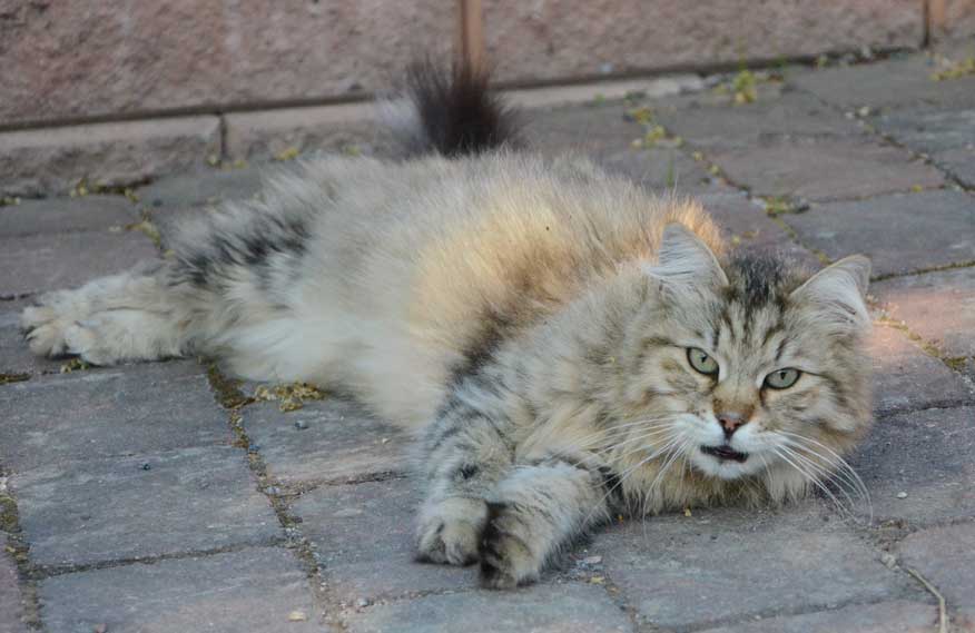 sibirisk katt Gabbie