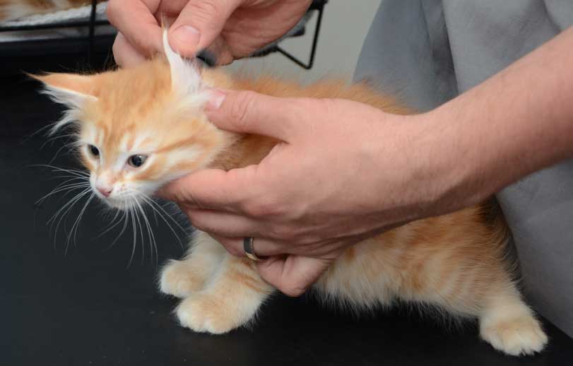 sibirisk kattunge Naruto