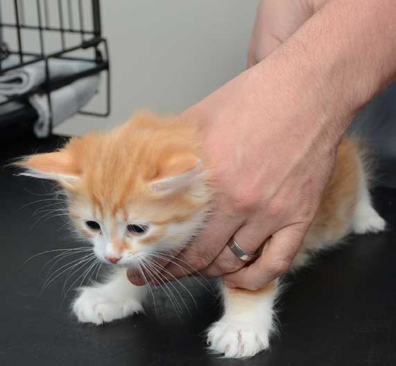 sibirisk kattunge Nimoy