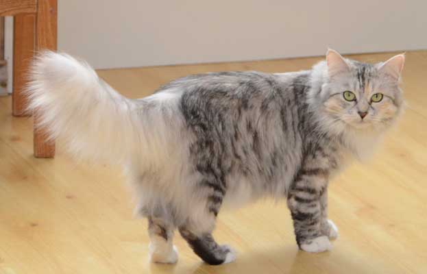 sibirisk katt Zinnie