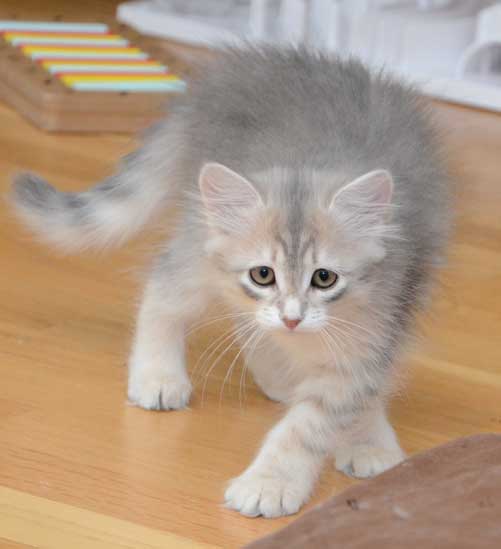 sibirisk kattunge Mr. Spock