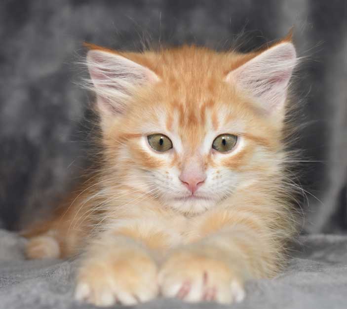 sibirisk kattunge Naruto