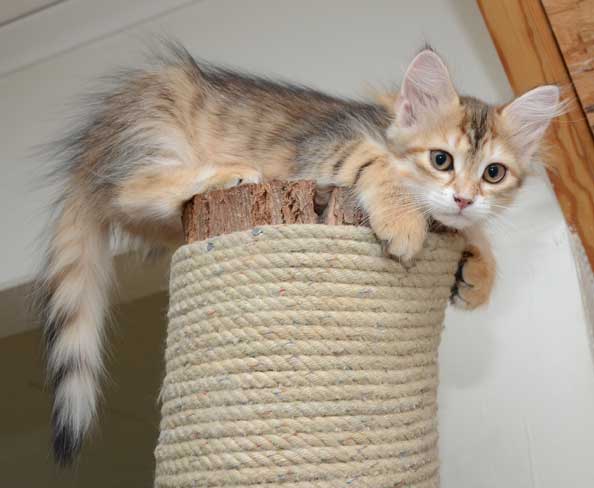 sibirisk kattunge Monroe
