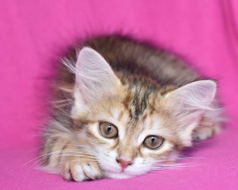 sibirisk kattunge Monroe