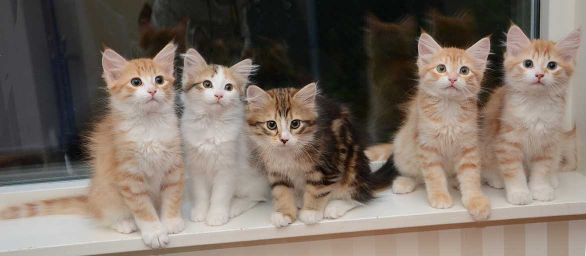 sibirisk kattungar
