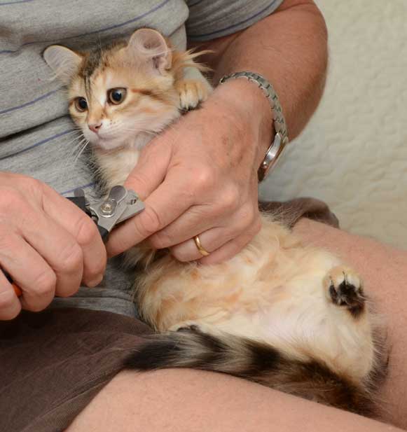 sibirisk kattunge Monroe