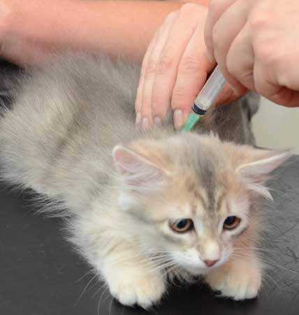 sibirisk kattunge Mr. Spock