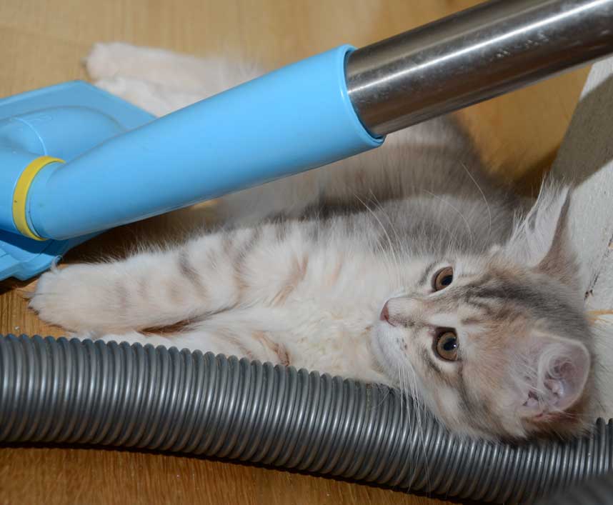 sibirisk kattunge Mr. Spock