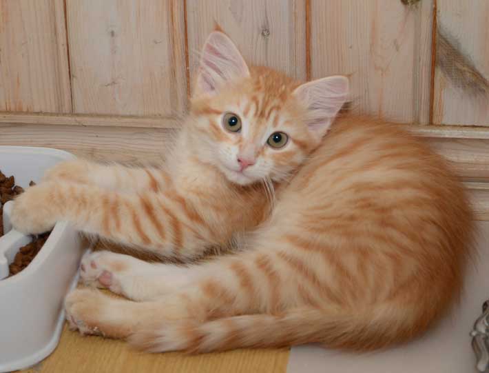 sibirisk kattunge Naruto