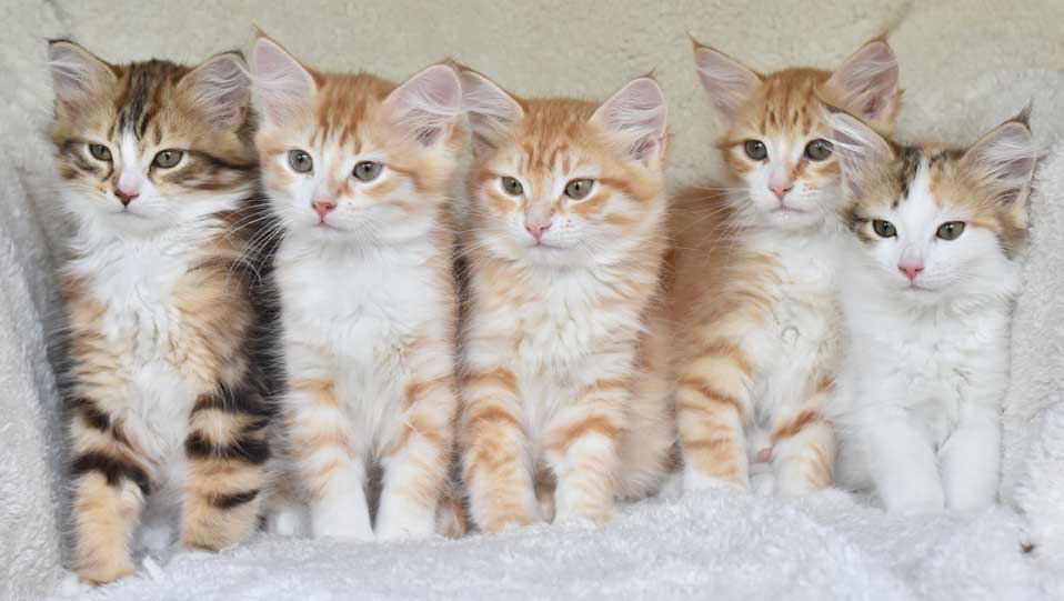 sibirisk kattungar Nn-kull