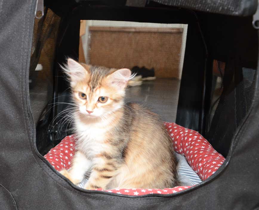 sibirisk kattunge Monroe