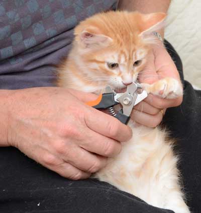 sibirisk kattunge Naruto