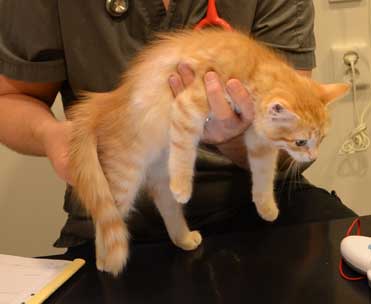 sibirisk kattunge Naruto