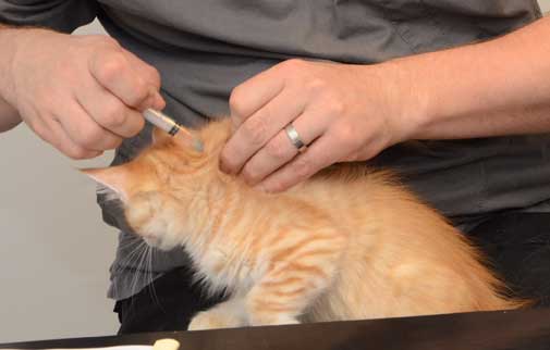 sibirisk kattunge Naruto