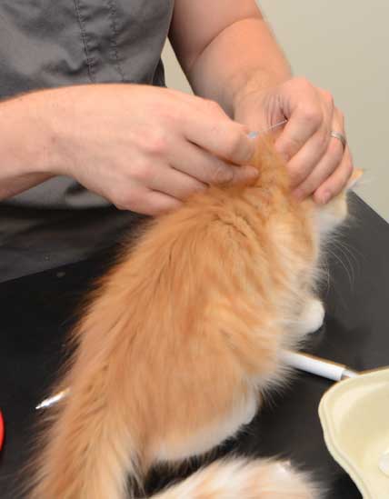 sibirisk kattunge