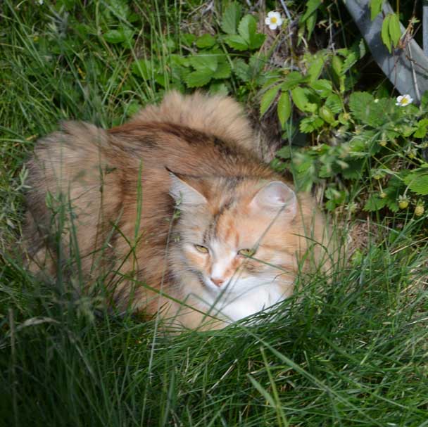 sGlad midsommar sibirisk katt Dani