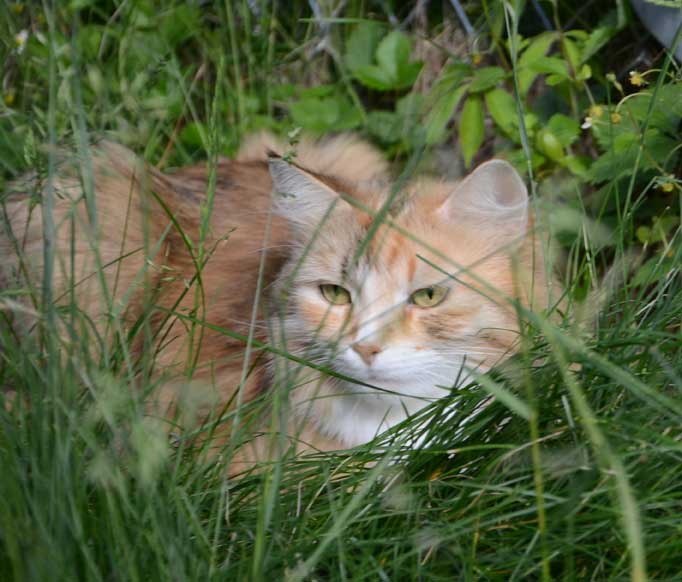 sibirisk katt Dani