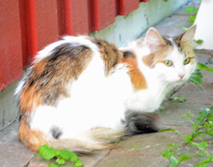 sibirisk katt Tracie