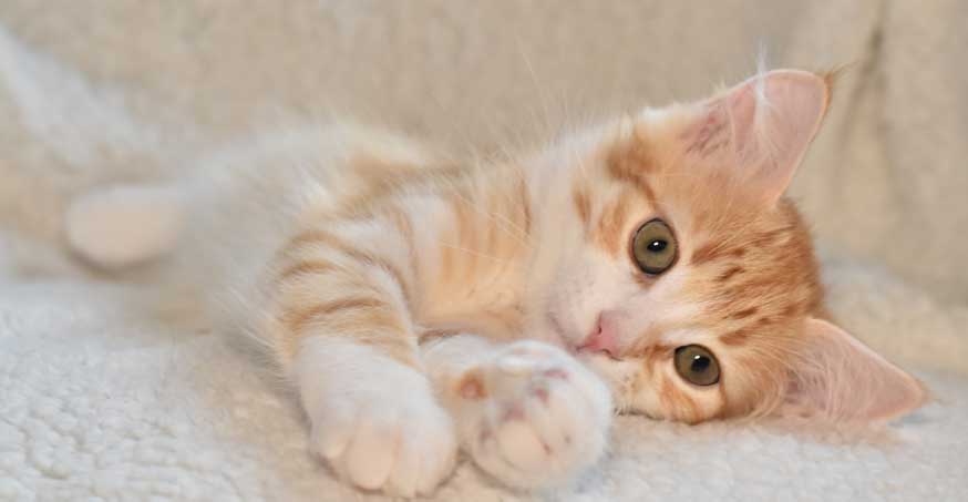 sibirisk kattunge Neptune