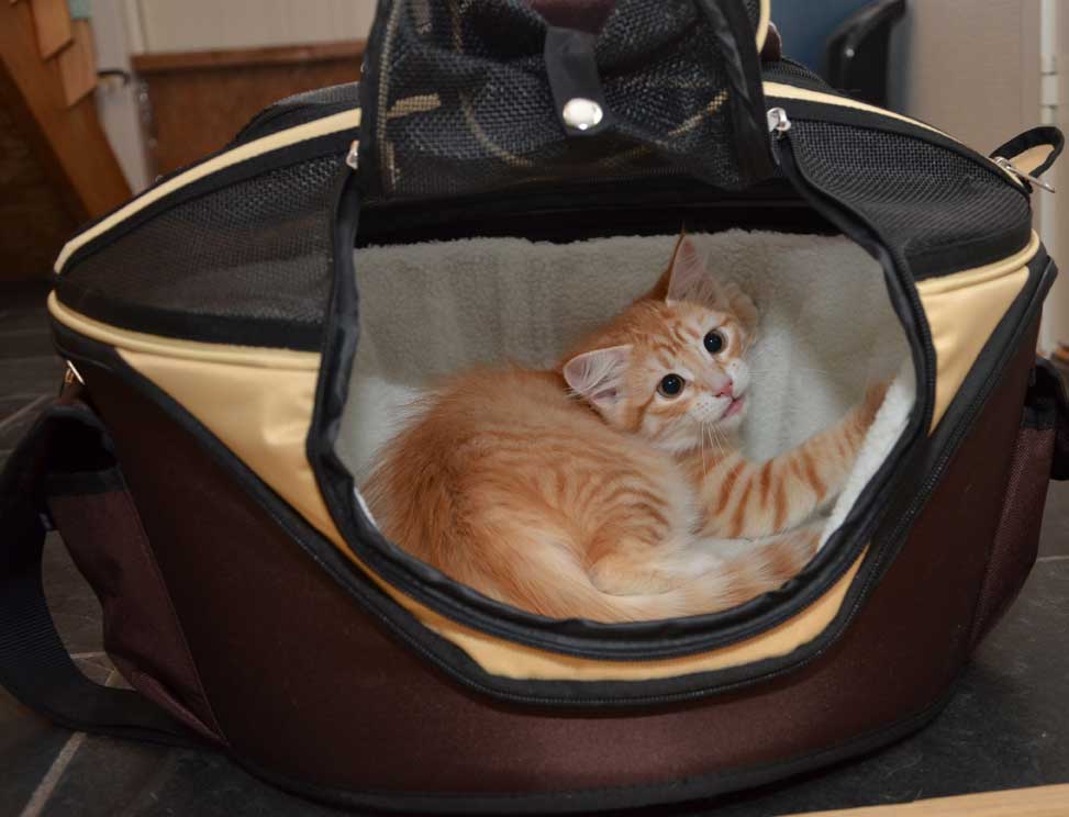 sibirisk kattunge Naruto