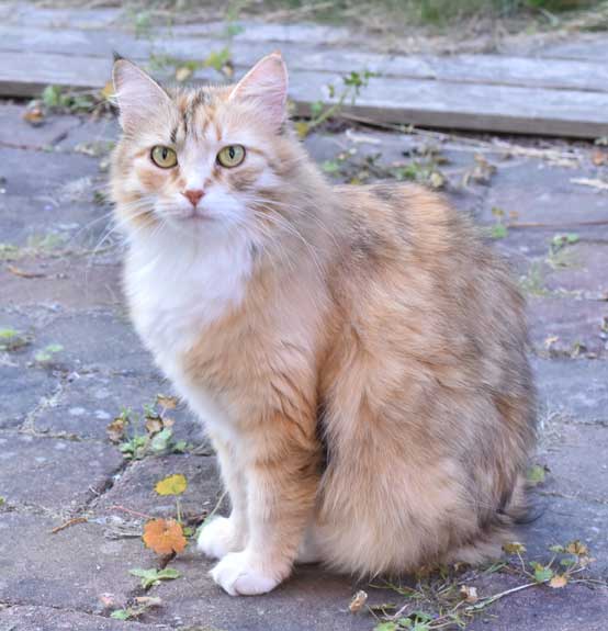 sibirisk katt Dani