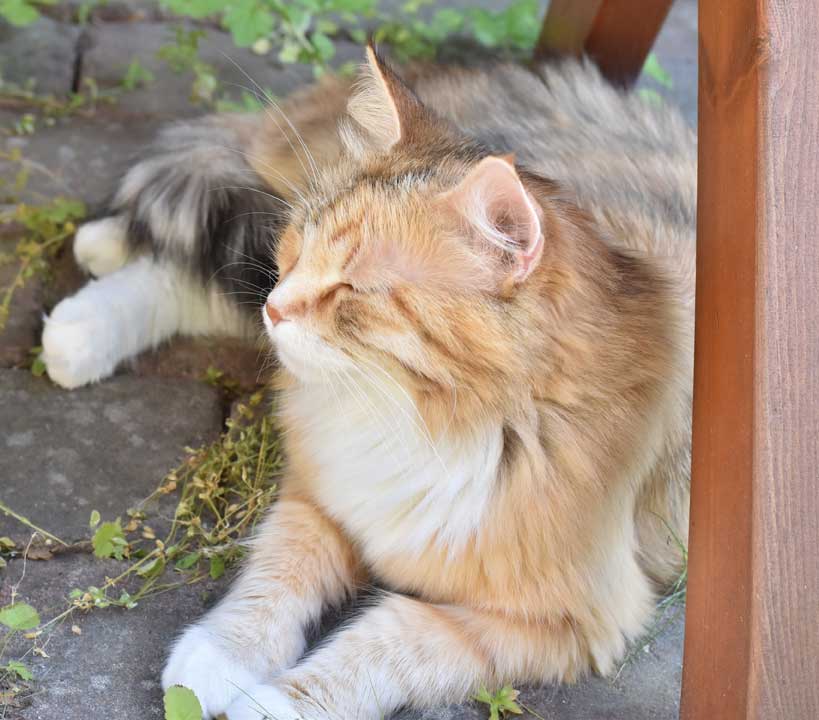 sibirisk katt Dani
