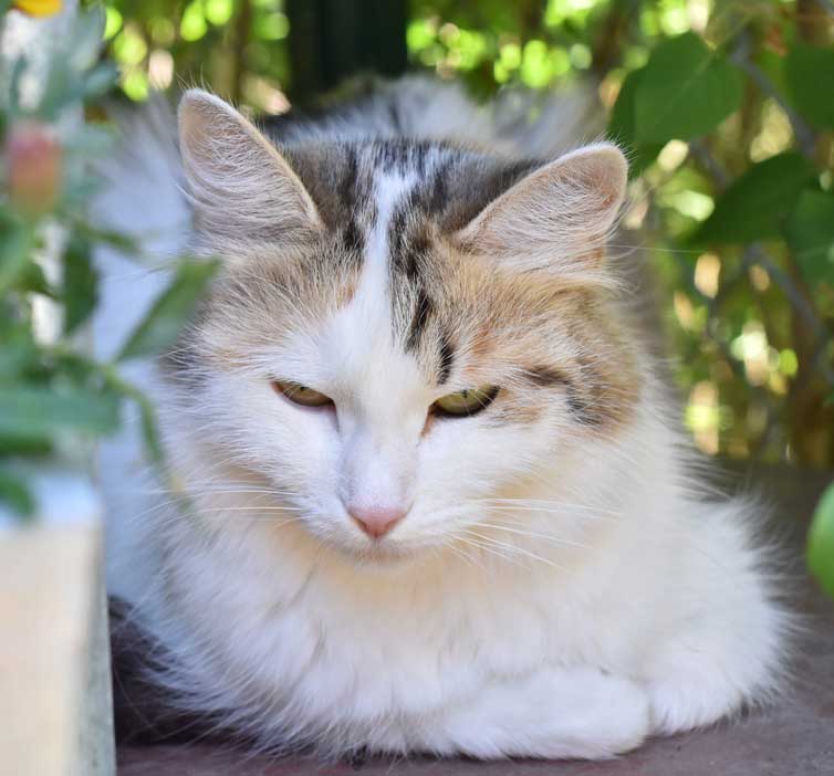 sibirisk katt Tracie