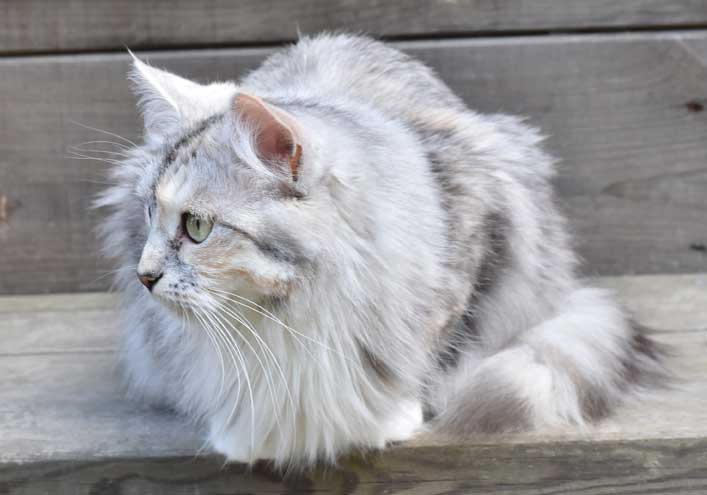 sibirisk katt Zinnie