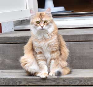 sibirisk katt Uni