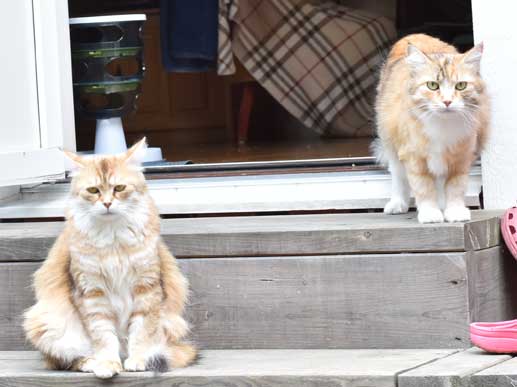 sibirisk katt Uni och Dani