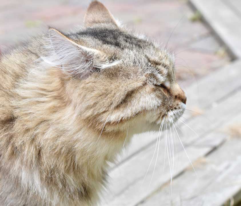 sibirisk katt Gabbie