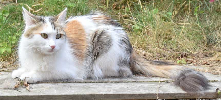 sibirisk katt Tracie