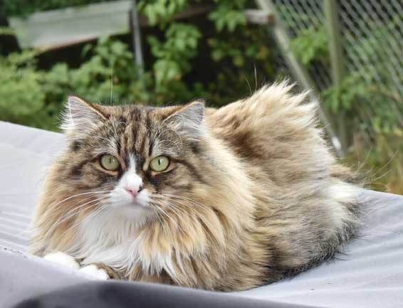 sibirisk katt Mitzi